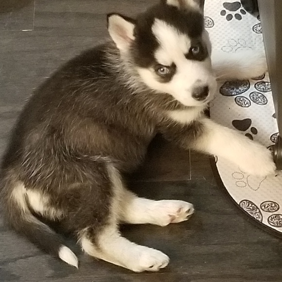 Meet your Posher, Sandy - Picture 3 of 7